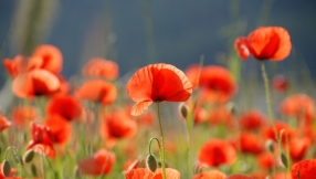 A Prayer For Armistice Day