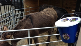 Church Accused Of \'Exploitation\' For Using Live Donkeys In Nativity