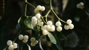 Why Do People Kiss Under the Mistletoe?