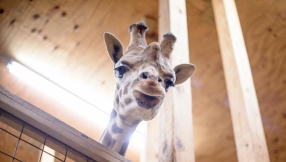 April the giraffe expected to give birth soon as appetite improves and udders become full