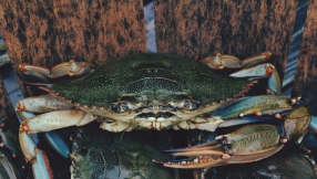 Crab gets turned on its back and reveals the face of Jesus