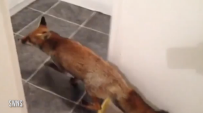 Grandad Taking a Bath Gets a Shock When Fox Walks into the Bathroom and Won\'t Leave