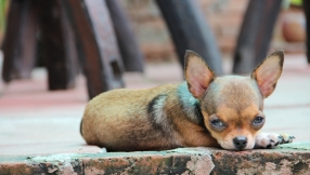 Adorable Teacup Chihuahua That\'s \'Always Falling Asleep\' Tries Really Hard to Stay Awake