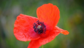 Remembrance Day: What The Poppy Really Means, And How Christians Should Respond