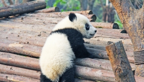 \'Peanut\' the Baby Panda Takes Her First Steps in This Adorable Heartwarming Video