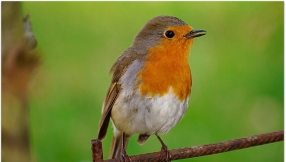 Scientists Find Bird Songs Are Strikingly Human-Like, Challenging the Logic of Evolution