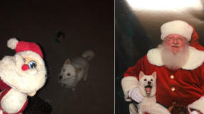 Dog Obsessed With Santa Doll Treated to See the \'Real Thing\'