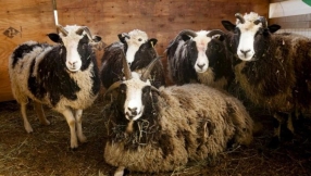 \'Jacob Sheep\' Return to Israel: \'Precursor\' to Third Temple and Second Coming of Christ?