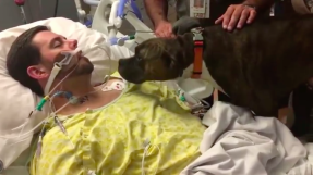 Heartbreaking Moment Dog Bids Final Goodbye to Dying Owner in Hospital