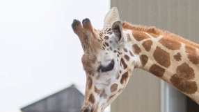 April the Giraffe latest update: Zoo says pregnant giraffe is closer to giving birth