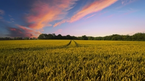 You reap what you sow: 7 Bible verses about harvest