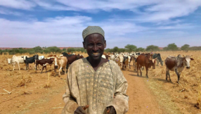 Why Niger and Mali's cattle herders turned to jihad