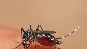 WHO speaks up about blunderous Dengue vaccination which may cause thousands of deaths