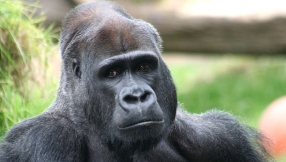 Google news: 'Gorilla' word banned from company's racist photo app