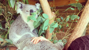 Duggar family news: Jinger and Jeremy Vuolo criticized for Koala encounter in Australia