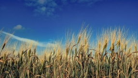 3 ways to distinguish the wheat from the chaff