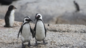 Please, not the gay penguins again