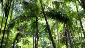 The Catholic Church 'hears the cry' of the Amazon and its peoples