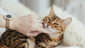 Cat owners are less likely to go to church - study