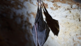 More support for churches struggling with bat populations 