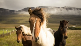 On the Jewish New Year for Animals