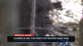 Bigfoot footage VIDEO, PHOTO: HD clip claims that Bigfoot exists