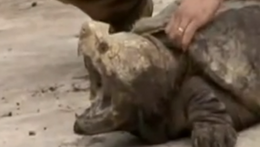 Alligator snapping turtle VIDEO: Carnivorous reptile euthanized after being found in reservoir