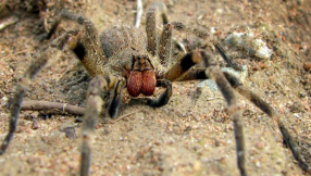 Spiders in Bananas VIDEO: Woman horrified as Brazilian wandering spiders hatch on banana