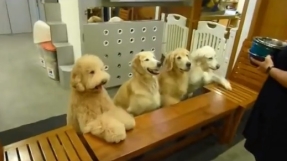 Four devout dogs praying together before meal goes viral [VIDEO]