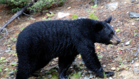 Bear attack victim left husband horrifying voicemail while her head was in the bear\'s jaws