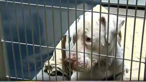 Pit bull that mauled a four-year old will live out his days in a no-kill shelter