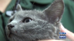 Kitten thrown off a bridge miraculously survives and swims to shore