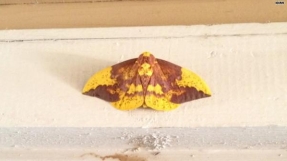 Texas mother sees Jesus on moth\'s wings: \'I believe this was a sign\'