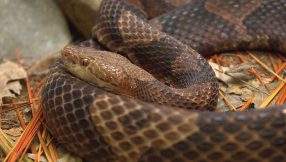 Poisonous snakes seized from Snake Salvation pastor Andrew Hamblin to be used for university research