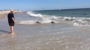 Church pastor stumbles upon mass shark feeding frenzy while fishing for dinner