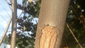 Son sees image of Jesus on a tree on sixth anniversary of father\'s death