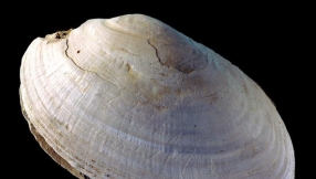 Shell with lines etched half a million years ago is oldest art in the world