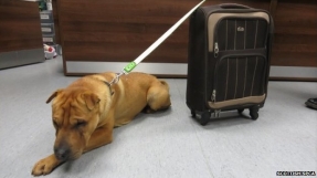 Pet dog abandoned at train station with suitcase of belongings