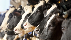 Churches urged to support British dairy farmers