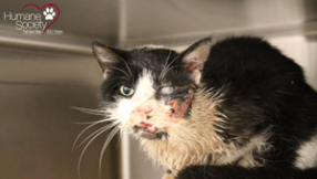 Cat comes back to life five days after it was buried