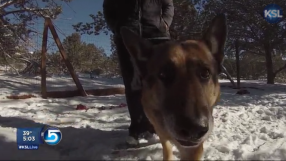 Bela, the German Shepherd rescued from her deceased owner\'s death sentence, is put down