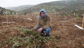 Israeli settlers uproot olive trees planted by international volunteers