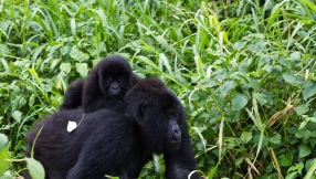 Gorilla origins found in half of HIV lineages