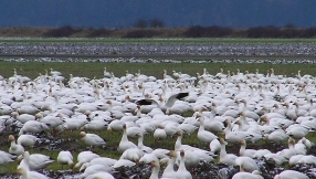 2,000 geese fall dead from the sky in Idaho