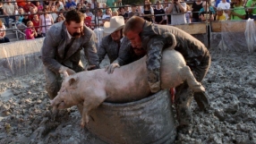 Saving their bacon: Church pig wrestling event cancelled after animal rights petition