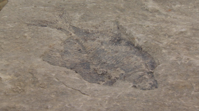 Ancient fish fossils showed world created by God, says Canadian discoverer