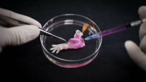 Artificial human legs coming soon? Scientists build first lab-grown rat limb