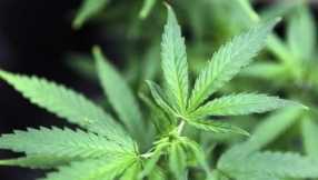 Oregon legalises use, possession and cultivation of recreational marijuana