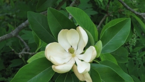 Extracts from magnolia plant may hold key to curing head and neck cancers, study says