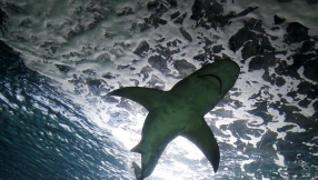 100 million sharks killed each year, posing threat to ocean and, ultimately, humankind